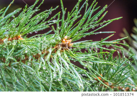 Background of green pine branches with water drops after rain Background of green pine branches with water drops after rain 101851374