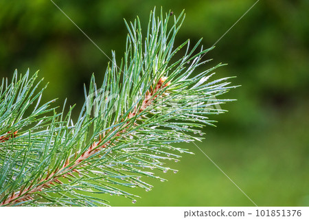 Background of green pine branches with water drops after rain Background of green pine branches with water drops after rain 101851376