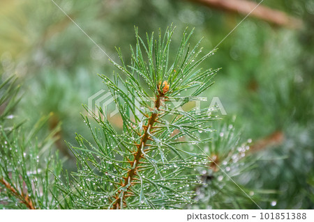 Background of green pine branches with water drops after rain Background of green pine branches with water drops after rain 101851388