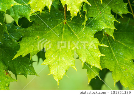 Branches of maple with green leaves covered with water drops after rain Branches of maple with green leaves covered with water drops after rain 101851389