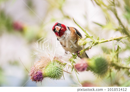 European goldfinch, feeding on the seeds of thistles. Carduelis carduelis. 101851412
