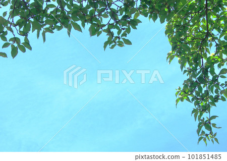 Fresh green green frame Yokohama Kishine Park 101851485