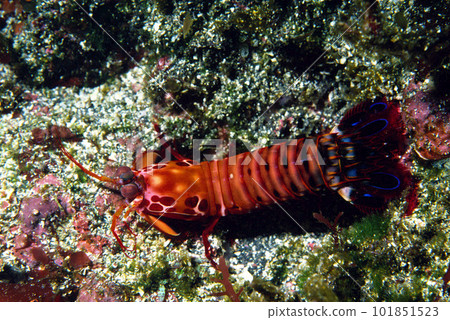 Monhana jackfish Underwater photo 101851523
