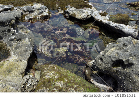 Tide pool Tide pool Rocky shore where the tide has pulled Tide pool Tide pool Rocky shore where the tide has pulled 101851531