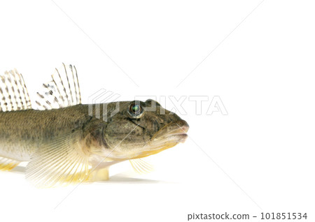 Close-up of mahaze mahaze white background 101851534