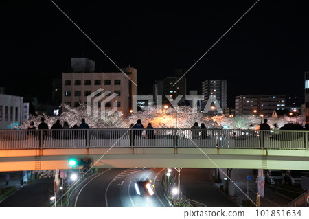 Hitachi Heiwa Dori Night Cherry Blossoms 101851634