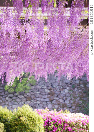 Wisteria trellis in full bloom with azaleas visible 101851913