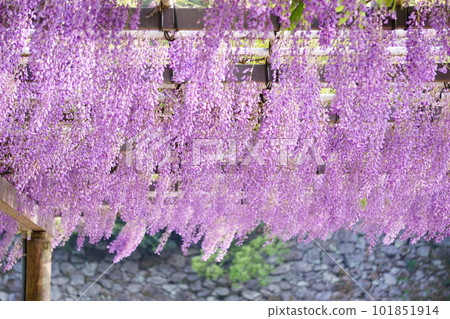 Wisteria trellis flowers in full bloom swaying in the wind 2 101851914