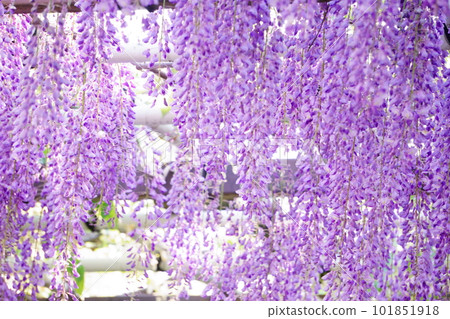 Wisteria trellis in full bloom 2 101851918