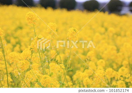 菜花蒼白的春天 菜花蒼白的春天 101852174