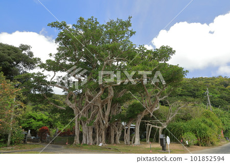 掛間島的大榕樹大西的外觀 掛間島的大榕樹大西的外觀 101852594