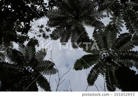 Mysterious sky scenery of Kinsakubaru primeval forest of Amami Oshima Mysterious sky scenery of Kinsakubaru primeval forest of Amami Oshima 101852653
