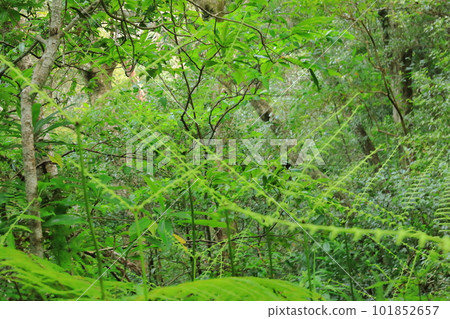 A mysterious plant that looks like a feather in Kinsakubaru Primeval Forest of Amami Oshima A mysterious plant that looks like a feather in Kinsakubaru Primeval Forest of Amami Oshima 101852657