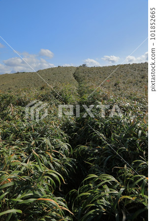 奄美大島宮古崎市琉球朝路的風景，藍天和綠地的對比很美 101852665