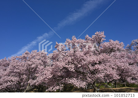 Takato Kohigan cherry blossoms and flying clouds Takato Kohigan cherry blossoms and flying clouds 101852713