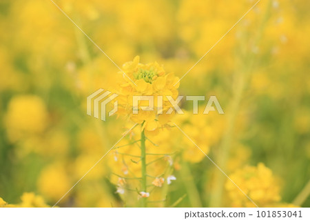 Nanohana pale spring Nanohana pale spring 101853041