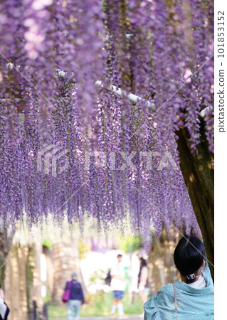 A woman taking a picture of a wisteria trellis with her smartphone 3 A woman taking a picture of a wisteria trellis with her smartphone 3 101853152