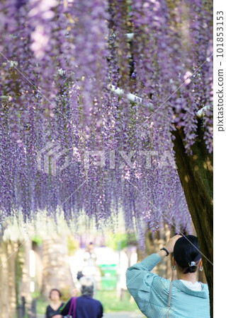 A woman taking a picture of a wisteria trellis with her smartphone 2 A woman taking a picture of a wisteria trellis with her smartphone 2 101853153