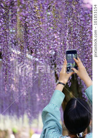 A woman taking a picture of a wisteria trellis with her smartphone 1 A woman taking a picture of a wisteria trellis with her smartphone 1 101853154