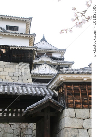 Matsuyama Castle / Castle (Matsuyama City, Ehime Prefecture) Matsuyama Castle / Castle (Matsuyama City, Ehime Prefecture) 101853506