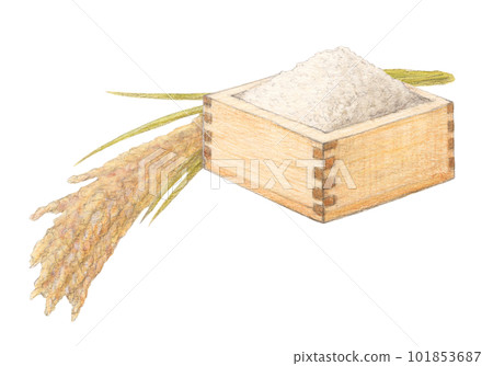 Ear of rice and rice watercolor pencil analog illustration Ear of rice and rice watercolor pencil analog illustration 101853687