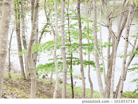 Coppice forest in early summer (image of plateau in early summer) Coppice forest in early summer (image of plateau in early summer) 101853714