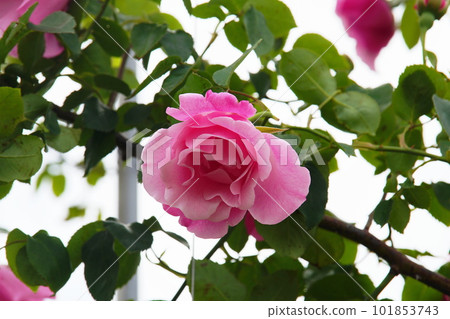 Bernie Park Rose (玫瑰) 西班牙美女 Rose Spanish Beauty Bernie Park Rose (玫瑰) 西班牙美女 Rose Spanish Beauty 101853743