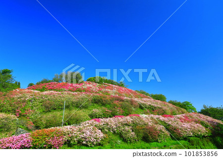 [愛媛縣]陽光明媚的富士山公園杜鵑花 101853856