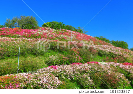 [Ehime Prefecture] Rhododendron in sunny Fujiyama Park 101853857