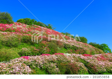 [Ehime Prefecture] Rhododendron in sunny Fujiyama Park 101853858