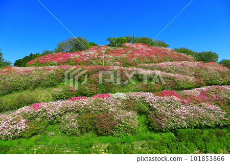 [Ehime Prefecture] Rhododendron in sunny Fujiyama Park 101853866