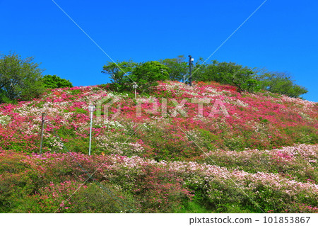[Ehime Prefecture] Rhododendron in sunny Fujiyama Park 101853867