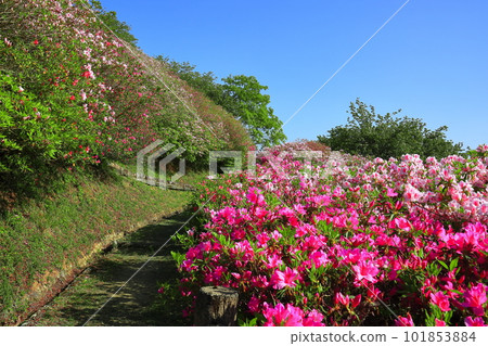 [Ehime Prefecture] Rhododendron in sunny Fujiyama Park 101853884