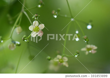 Tsuribana that blooms as if hanging from a branch Tsuribana that blooms as if hanging from a branch 101853899