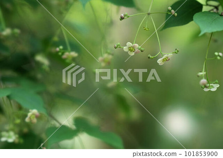 Tsuribana that blooms as if hanging from a branch Tsuribana that blooms as if hanging from a branch 101853900