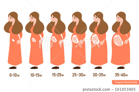 孕婦身體隨週數變化的簡單可愛插畫集_with fetus 101853905
