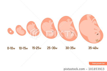 簡單可愛的肚子裡胎兒的成長過程圖解 簡單可愛的肚子裡胎兒的成長過程圖解 101853913