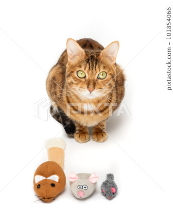Bengal cat and three multicolored plush mice. Bengal cat and three multicolored plush mice. 101854066