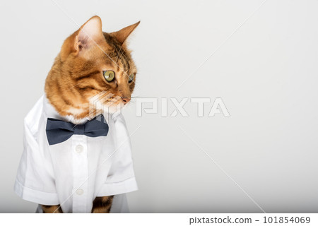 Cat in a shirt and bow tie on a white background 101854069