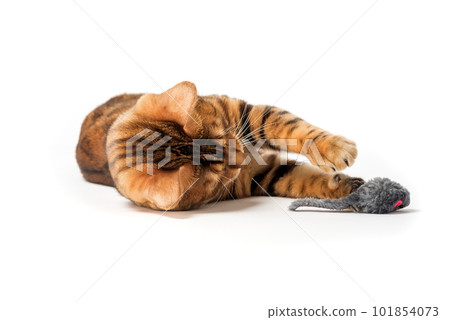 Red domestic cat plays with a toy mouse 101854073