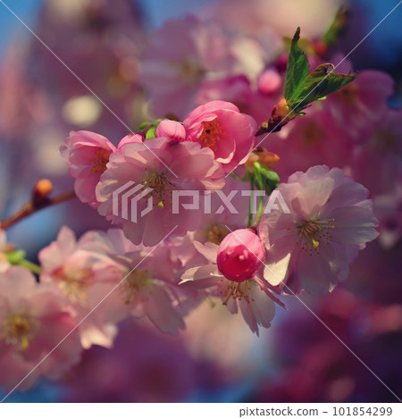 Spring background. Beautiful colorful blooming spring tree. Japanese cherry - Sakura. Nature background. 101854299