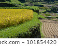 Scenery of rice stalks swaying in the wind on a sunny day 101854420