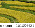 Scenery of rice stalks swaying in the wind on a sunny day 101854421