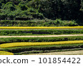 Scenery of rice stalks swaying in the wind on a sunny day 101854422