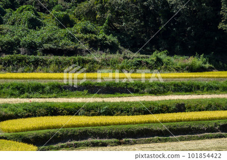 Scenery of rice stalks swaying in the wind on a sunny day Scenery of rice stalks swaying in the wind on a sunny day 101854422