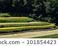 Scenery of rice stalks swaying in the wind on a sunny day 101854423