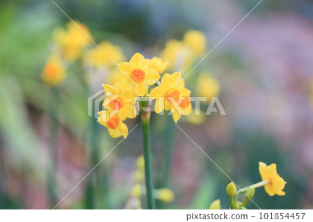 黃水仙花 Talia 黃水仙花 Talia 101854457