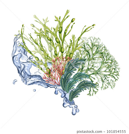 Composition of green sea plants watercolor illustration isolated on white. Codium, water splash, pink coral hand drawn. Design element for package, label, advertising, wrapping, marine collection Composition of green sea plants watercolor illustration isolated on white. Codium, water splash, pink coral hand drawn. Design element for package, label, advertising, wrapping, marine collection 101854555