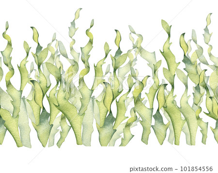 Seamless board of green sea plant watercolor illustration isolated on white. 101854556