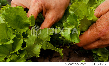 Unrecognizable hands sort out and pluck green lettuce leaves in the garden. Growing vitamin greens Unrecognizable hands sort out and pluck green lettuce leaves in the garden. Growing vitamin greens 101854607